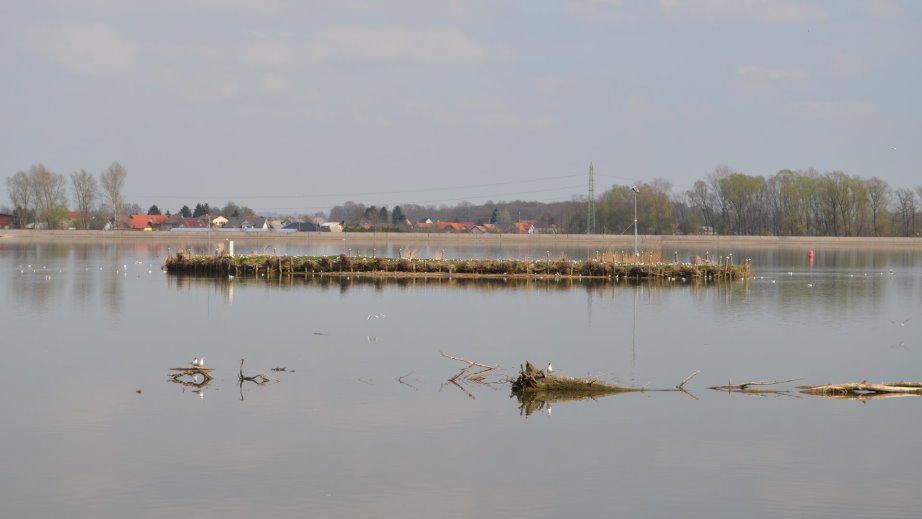 Small island in Lake Ptuj with birds on it
