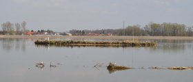 Majhen otoček na Ptujskem jezeru s ptiči